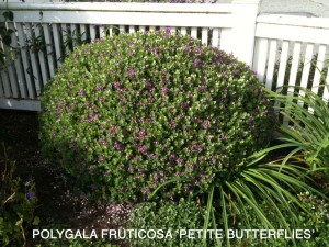 Polygala fruticosa 'Petite Butterflies'